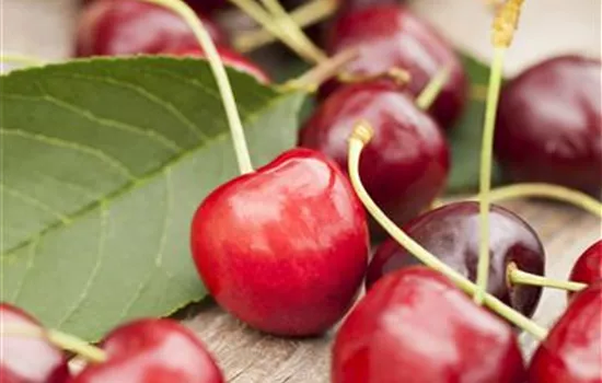 Prunus avium, in Sorten (Säulen-Süßkirsche)