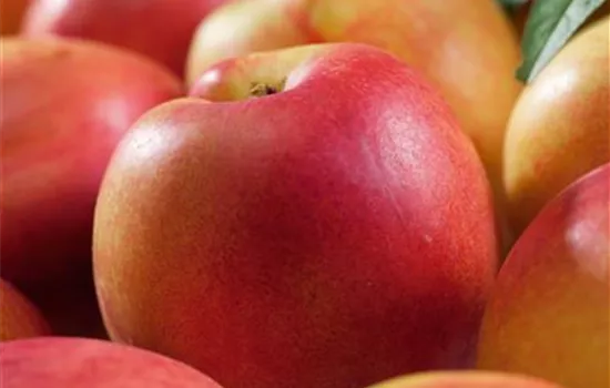 Prunus persica Frost