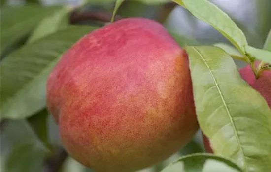 Prunus persica nucipersica