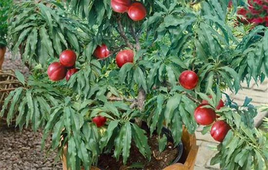 Prunus persica nucipersica 'Little Purple Delight' (Zwerg-Nektarine)