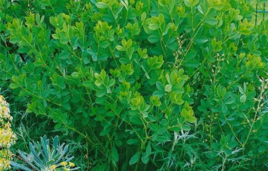 Baptisia australis 'Carolina Moonlight'