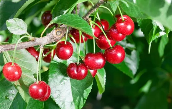 Prunus cerasus 'Beutelsbacher Rexelle' (Sauerkirsche)