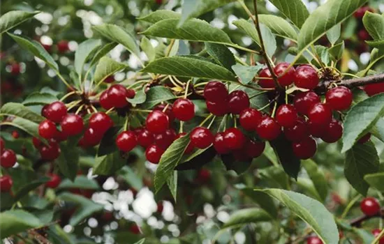 Prunus cerasus 'Maynard' (Sauerkirsche)