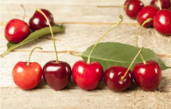 Prunus cerasus Morina