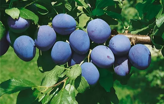 Prunus domestica domestica 'Bühler Frühzwetsche' (Zwetschge)