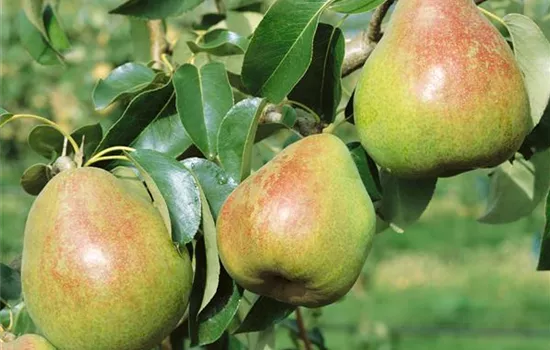 Pyrus communis 'Comice' (Birne)