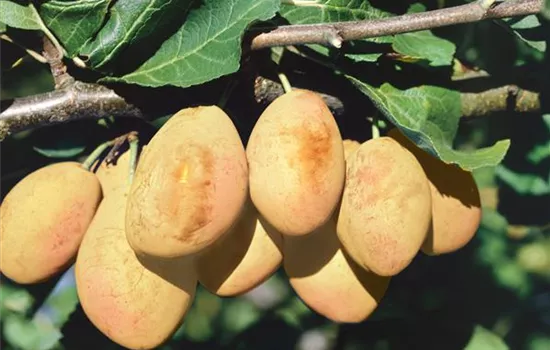 Prunus domestica domestica 'Gold Dust' (Zwerg-Zwetsche)