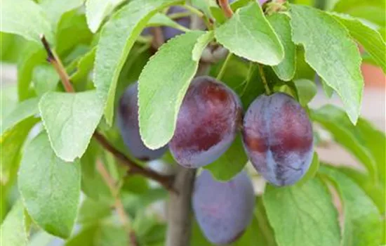 Prunus domestica domestica 'Hanita' ® (s) (Zwetschge)