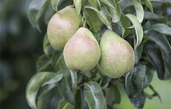 Pyrus communis 'D'Anjou