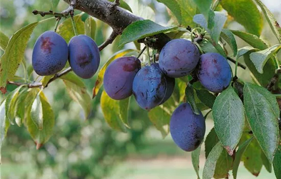 Prunus domestica domestica 'Hauszwetsche' (Zwetschge)