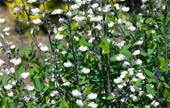 Baptisia spaerocarpa Screamin' Yellow