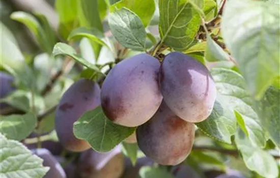 Prunus domestica domestica 'Herman' (Zwetschge)