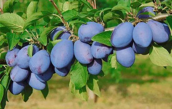 Prunus domestica domestica 'Schönberger Zwetsche' (Zwetschge)