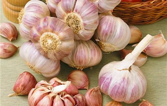 Allium sativum 'Germidour'