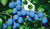 Zwetsche 'Elena'(s)