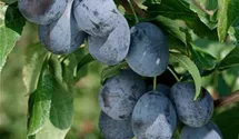 Zwetsche 'Elena'(s)