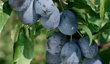 Zwetsche 'Elena'(s)