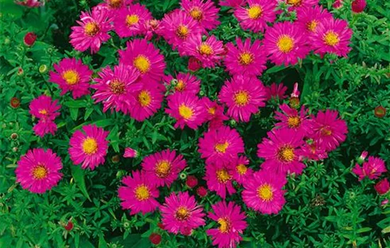 Aster 'Alert'