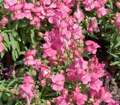 Antirrhinum majus Sonnet 'Pink'