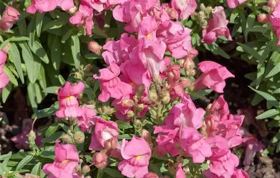 Antirrhinum majus Sonnet 'Pink'