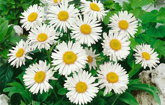 Aster alpinus 'Albus'