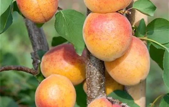 Prunus armeniaca Armi Col