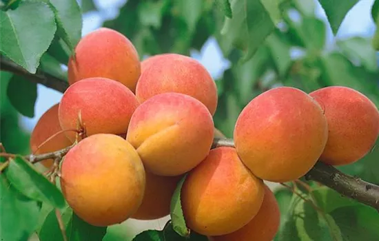 Prunus armeniaca 'Harcot' (Aprikose)