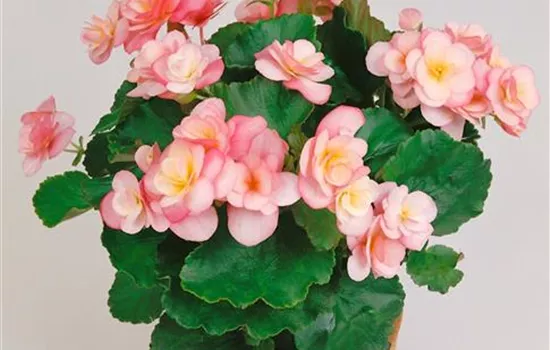 Begonia 'Apricot'