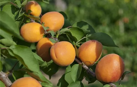 Prunus armeniaca 'Goldrich' ® (Aprikose)