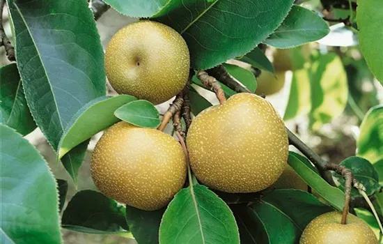 Pyrus pyrifolia
