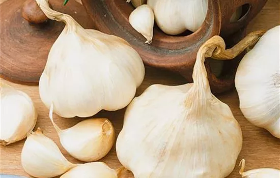 Allium sativum 'Messidrome'