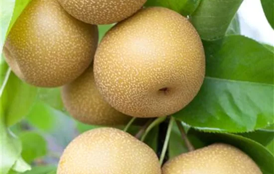 Pyrus pyrifolia 'Hosui'