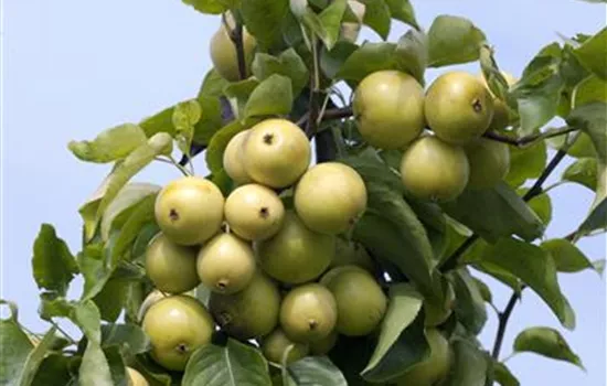 Pyrus pyrifolia 'Nijisseiki' (Nashi)