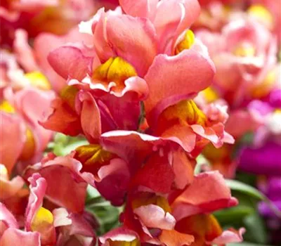Antirrhinum majus 'Sonnet Scarlet'