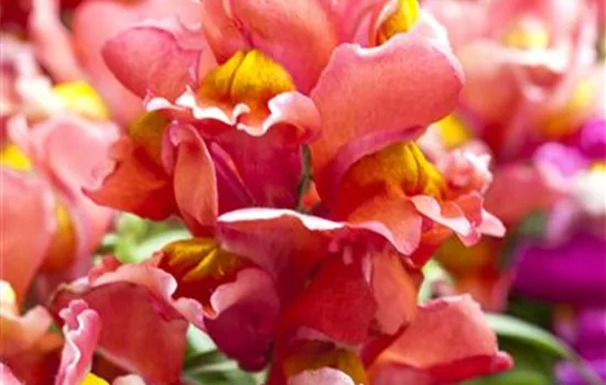 Antirrhinum majus 'Sonnet Scarlet'