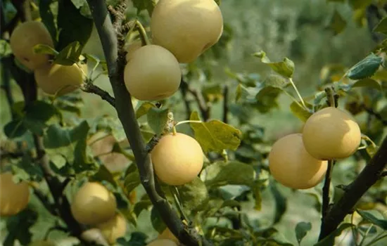 Pyrus pyrifolia Chojuro