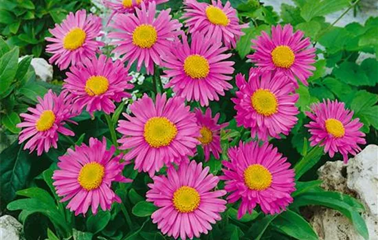 Aster alpinus 'Happy End'