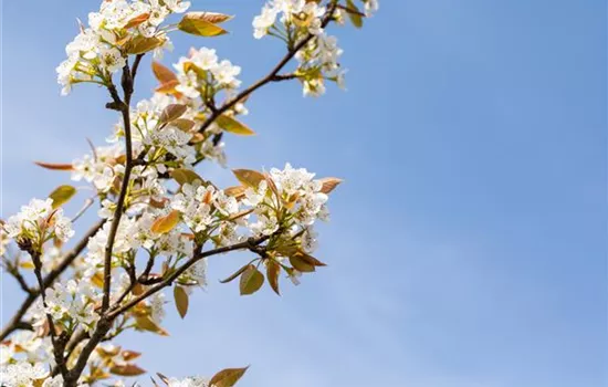 Pyrus pyrifolia var.culta Kumoi