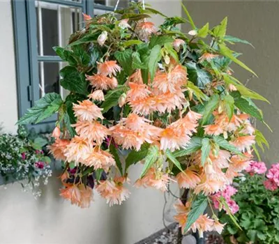 Begonia Cascade 'Florance'