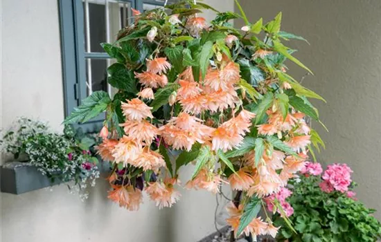 Begonia Cascade 'Florance'