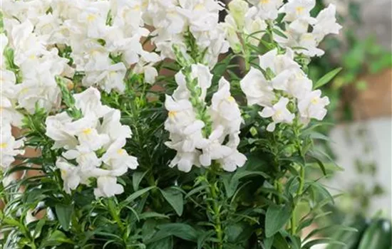 Antirrhinum majus Sonnet 'White'