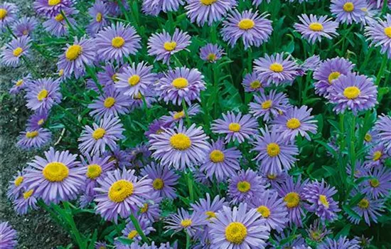 Aster alpinus, blau