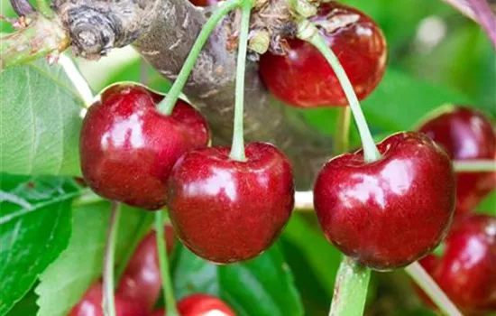 Prunus avium 'Bigarreau Napoléon' (Süßkirsche)