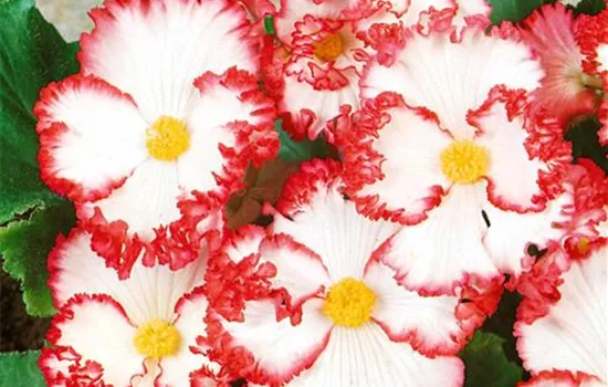 Begonia 'Crispa Marginata White and Red' ®, (Tuberhybrida-Gruppe)