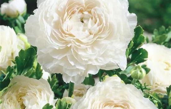 Ranunculus Picotee 'White'