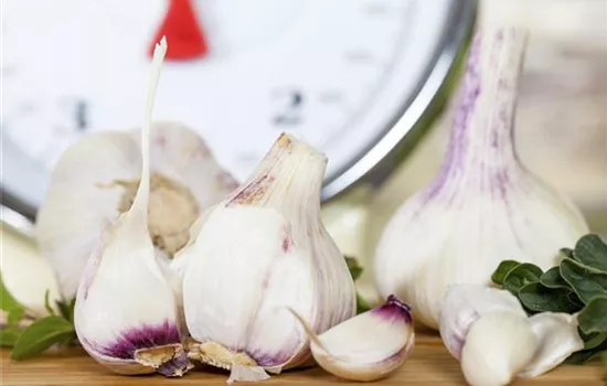 Allium sativum var. sativum Casablanca