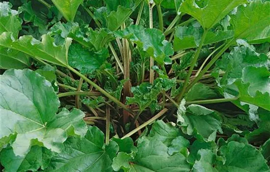 Rheum 'Timperley Early', (Rhabarber)