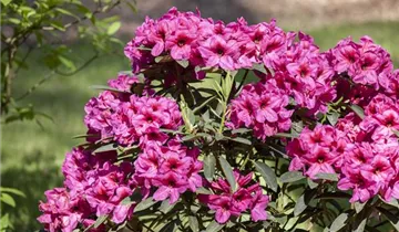 G. G. Gerbing Azalea
