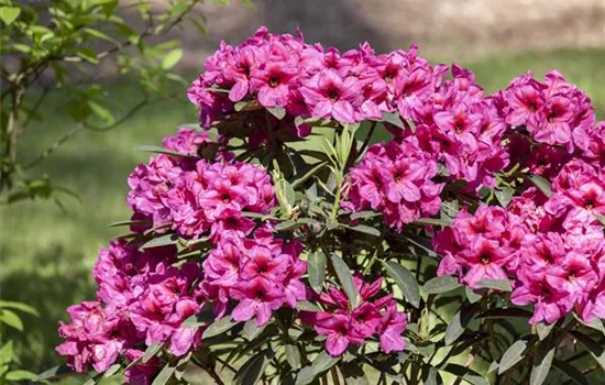 Rhododendron