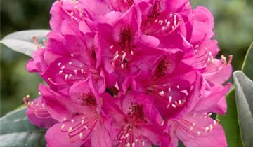 G. G. Gerbing Azalea